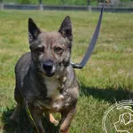 Pies do adopcji, Chełmek, 15 stycznia 2025