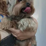 Znaleziono psa, Sosnowiec, 18 czerwca 2025