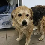 Pies do adopcji, Choszczno, 14 maja 2025