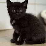 Znaleziono kota, Lublin, 12 czerwca 2025