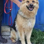 Znaleziono psa, Łódź, 20 czerwca 2025