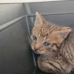 Kocurek poz. 25/306/K