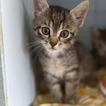 Znaleziono kota, Lublin, 17 czerwca 2025