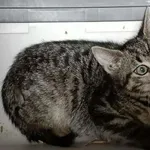 Kocurek poz. 25/309/K