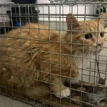 Kocurek poz. 25/299/K