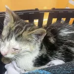 Kocurek poz. 25/305/K