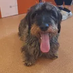 Znaleziono psa, Skałowo, 20 czerwca 2025