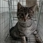 Kocurek poz. 25/310/K