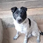 Znaleziono psa, Olsztyn, 13 czerwca 2025