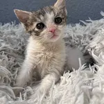 Kot do adopcji, Włocławek, 18 czerwca 2025