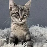 Kot do adopcji, Włocławek, 19 czerwca 2025