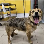 Znaleziono psa, Grudziądz, 20 czerwca 2025