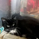 Znaleziono kota, Gdańsk, 18 czerwca 2025