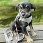 Znaleziono psa, Toruń, 30 maja 2025