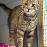 Znaleziono kota, Lublin, 20 czerwca 2025