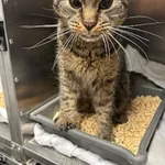 Znaleziono kota, Gdańsk, 19 czerwca 2025