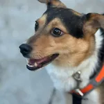 Pies do adopcji, Zgierz, 26 listopada 2025