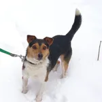 Pies do adopcji, Zgierz, 26 listopada 2025