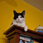 Zagineło zwierzę, Nakło nad Notecią, 21 czerwca 2025