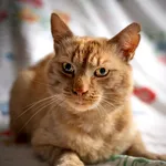 Znaleziono kota, Sosnowiec, 19 czerwca 2025