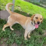 Znaleziono psa, Grudziądz, 23 kwietnia 2025