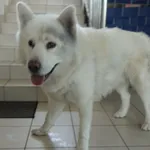 Znaleziono psa, Gdańsk, 20 czerwca 2025