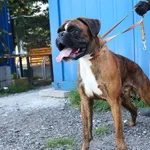 Goliat PILNIE szuka domu