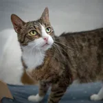 Znaleziono kota, Sosnowiec, 12 czerwca 2025