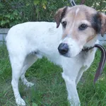 Znaleziono psa, Nowa Krępa, 12 czerwca 2025