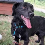 Pies do adopcji, Tatary, 17 maja 2024