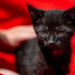 Znaleziono kota, Racławice, 18 czerwca 2025