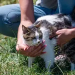 Znaleziono kota, Racławice, 20 czerwca 2025