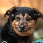 Pies do adopcji, Gdynia, 23 czerwca 2025