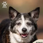 Pies do adopcji, Gdynia, 23 czerwca 2025