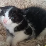 Znaleziono kota, Racławice, 18 czerwca 2025