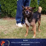 Znaleziono psa, Dębniak, 22 czerwca 2025