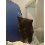 Znaleziono kota, Białystok, 14 czerwca 2025