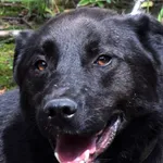 Znaleziono psa, Pieckowo, 23 czerwca 2025