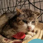 Znaleziono kota, Gdynia, 2 czerwca 2025