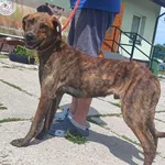 Znaleziono psa, Pieckowo, 23 czerwca 2025