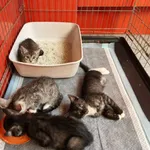 Kot do adopcji, Ropczyce, 23 czerwca 2025