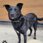 Znaleziono psa, Gdynia, 10 czerwca 2025