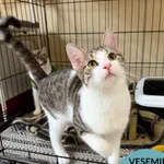 Kot do adopcji, Gdynia, 23 czerwca 2025