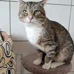 Kot do adopcji, Olsztyn, 30 maja 2025