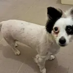 Znaleziono psa, Olsztyn, 23 czerwca 2025