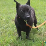 Pies do adopcji, Grudziądz, 6 czerwca 2025