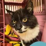 Znaleziono kota, Gdynia, 11 czerwca 2025