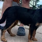 Znaleziono psa, Pieckowo, 23 czerwca 2025