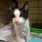 Znaleziono kota, Gdynia, 7 czerwca 2025