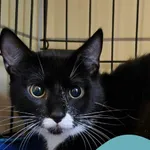 Znaleziono kota, Gdynia, 8 czerwca 2025